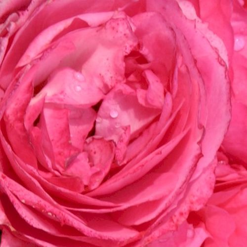 Online rózsa kertészet - törpe - mini rózsa - rózsaszín - Rosa Moin Moin ® - diszkrét illatú rózsa - W. Kordes & Sons - Kompakt növekedésű. Gömbölyű, csokrokban nyíló virágai ellenállnak az időjárás viszontagságainak és szépen tartják színüket.